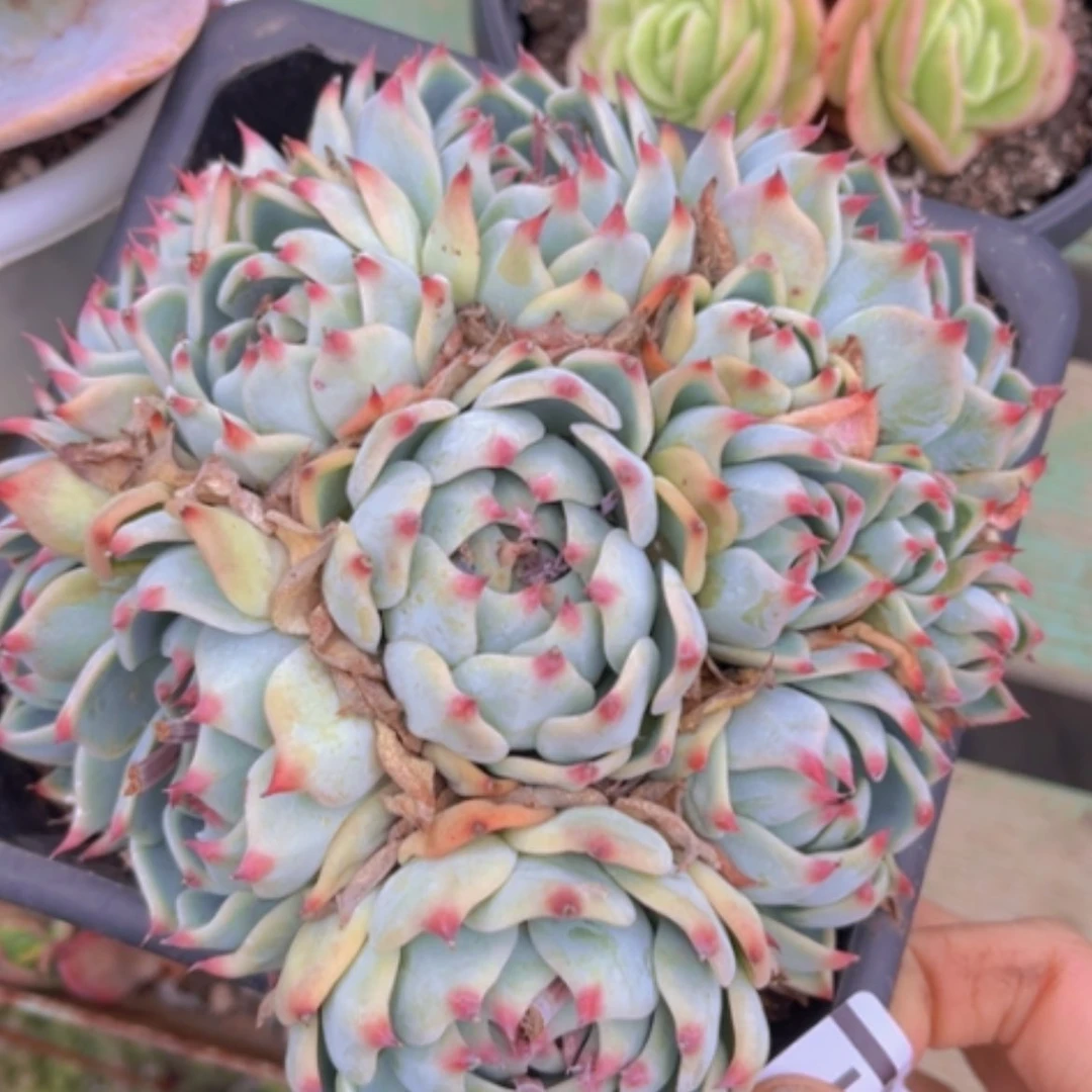 【闪购商品】吉娃娃29151