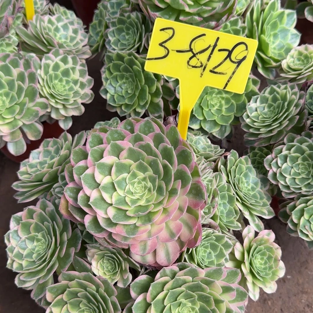 秋***雪3-8129---海王多肉植物