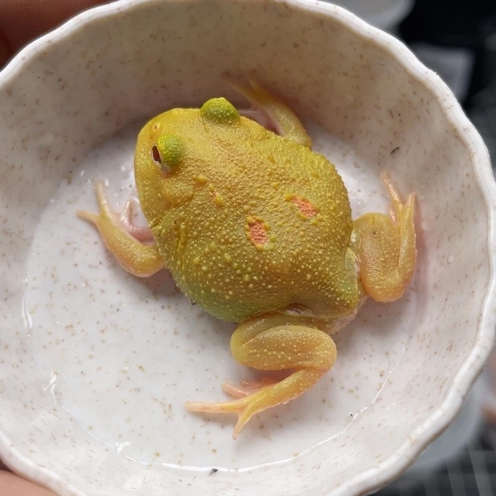 角蛙皮卡丘角蛙011