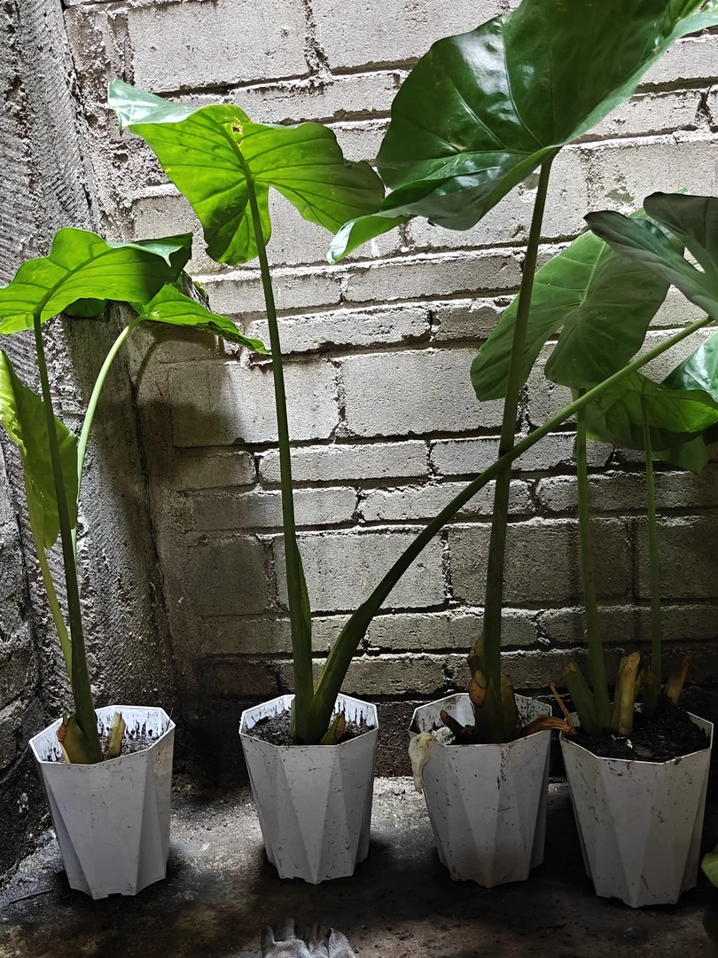 家庭绿植绿植盆栽室内可庭载可盆栽，四季长青，平安富贵滴水观音