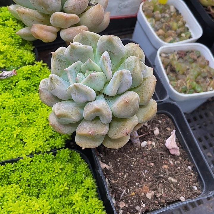 7方大超奶带盆土发