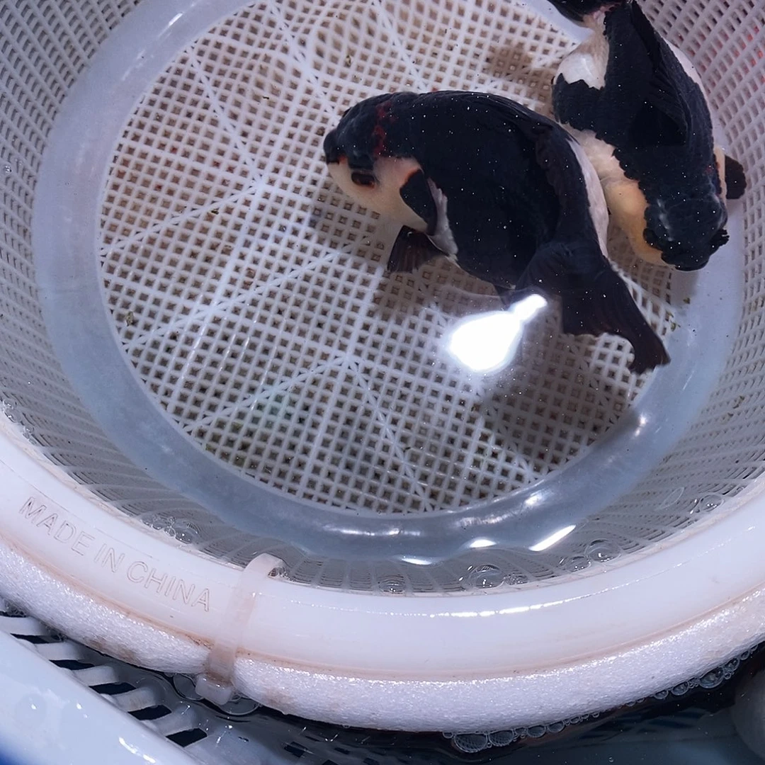 ****旭海水鱼2条一个包裹