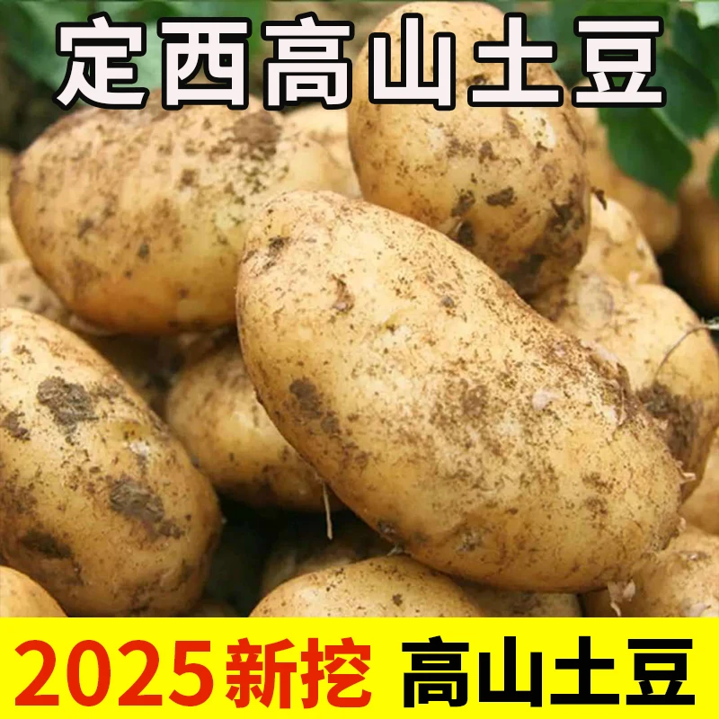 甘肃定西土豆黄心洋芋马铃薯新鲜高山小土豆农家现挖5斤9斤包邮