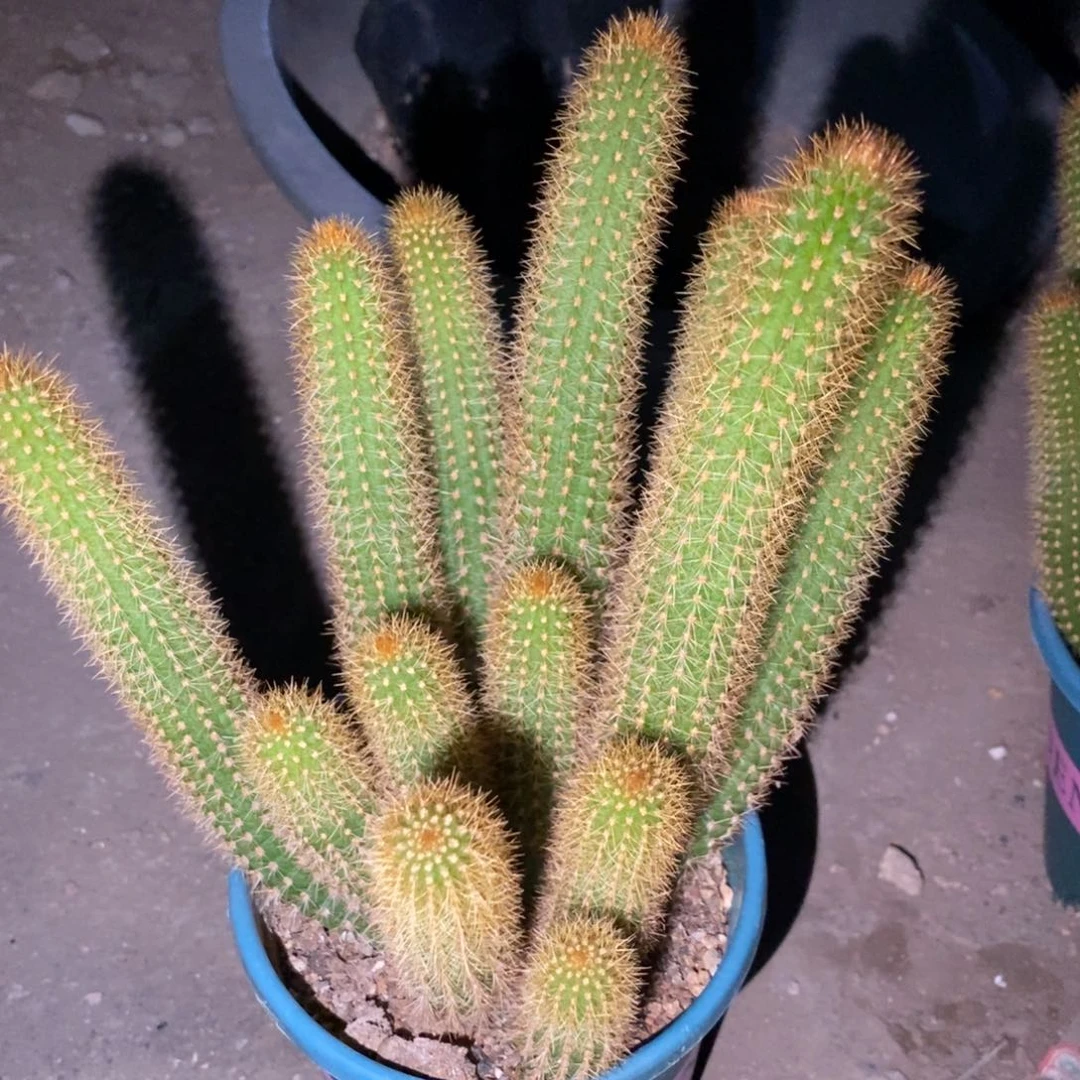 新品群生金妞摩尔紫一物一拍1