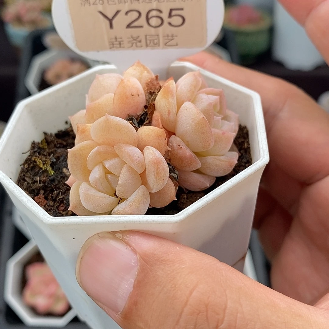 0265 冰贵妃 5cm