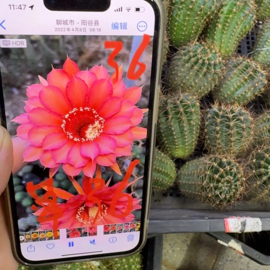 374彩草36歪无根侧牙4公分左右，20包邮