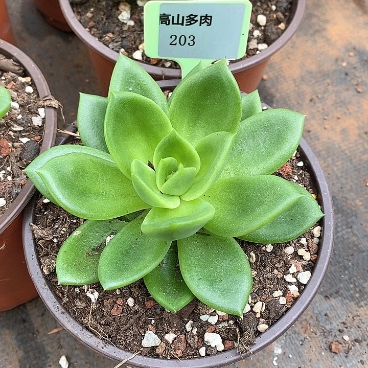 x203-直播福利 翠花