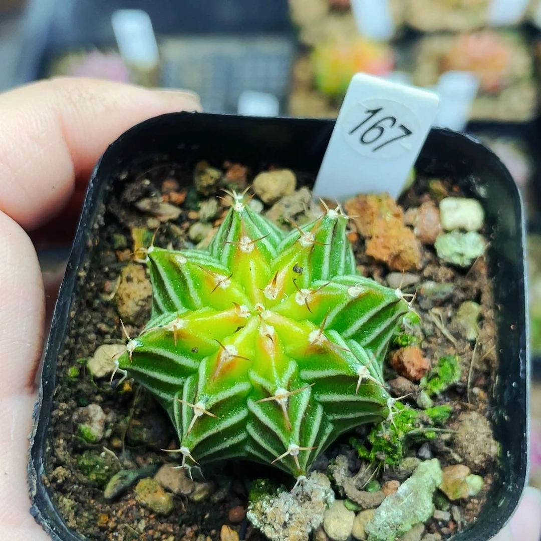 E****.非偏远地区满25包邮仙人球