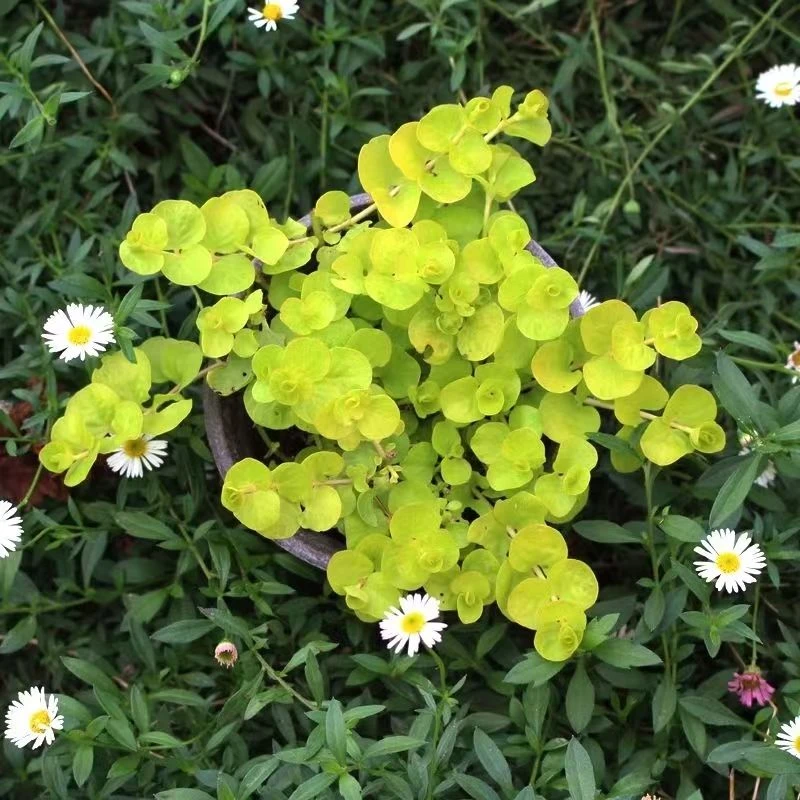 金叶过路黄盆栽苗水培植物耐寒耐热阳台绿植花卉 易栽种 好养活