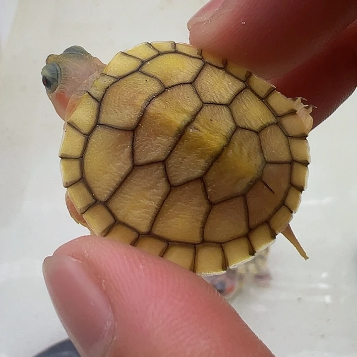 绿毛龟母巴西龟11111