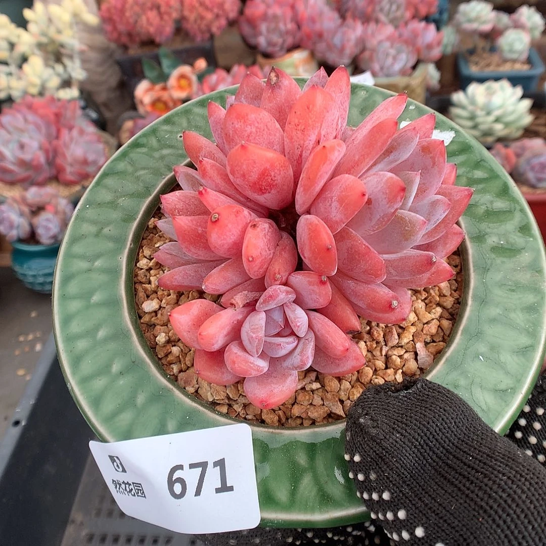 671雪天使多肉植物6666