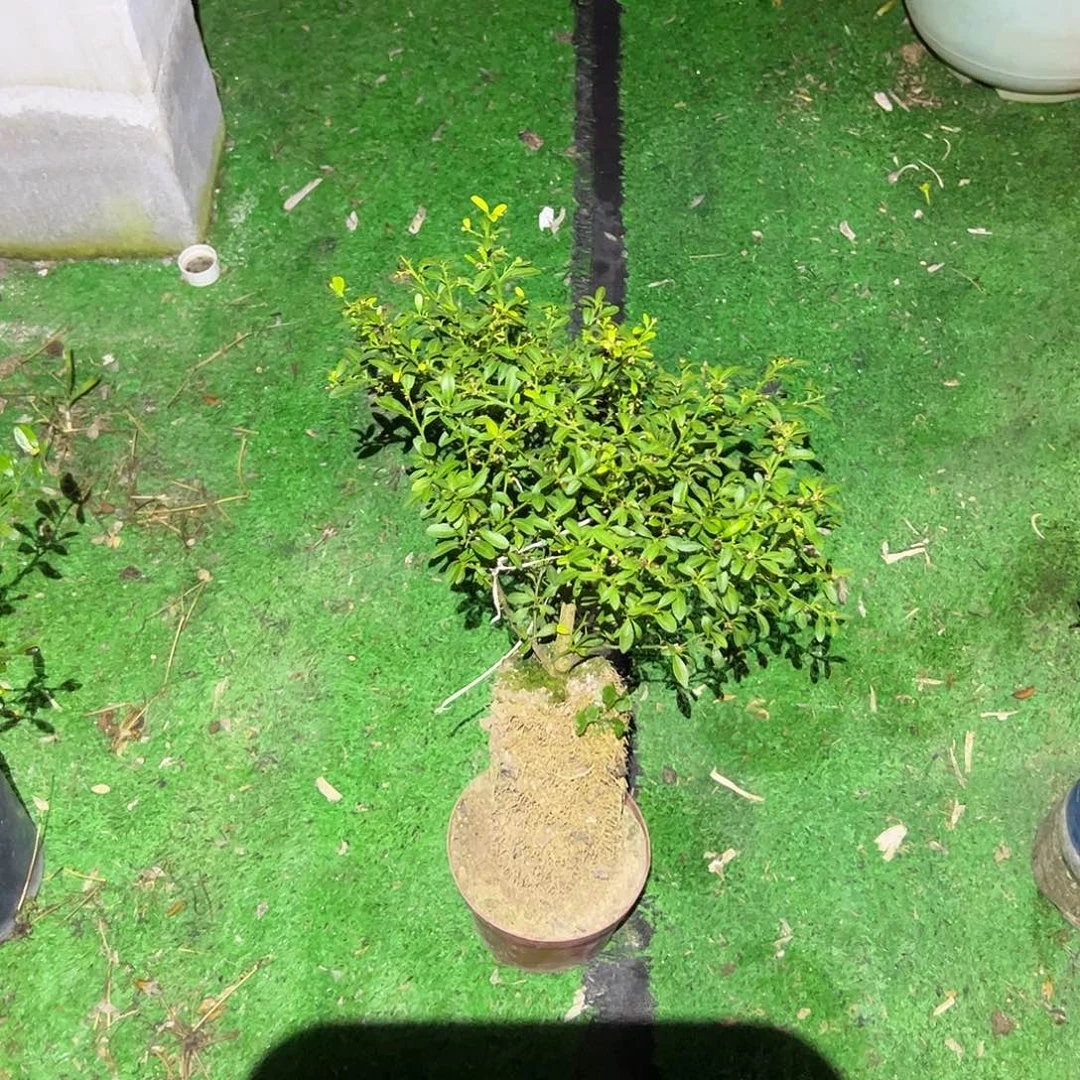 绿植盆栽植物花卉