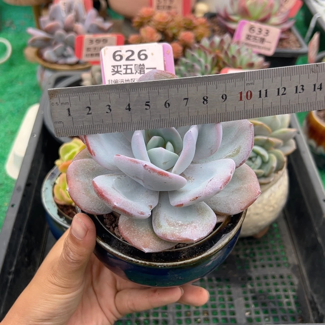 表妹精品多肉植物626.