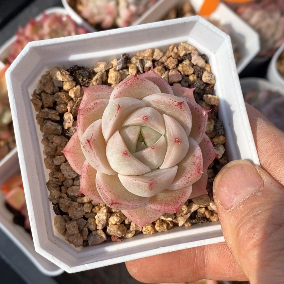 精品多肉一物一拍15