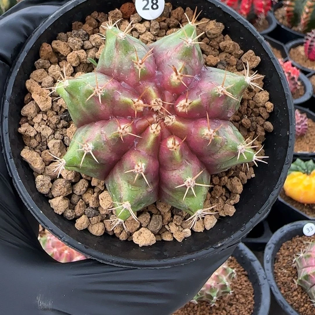 轮回喜欢直接拍下