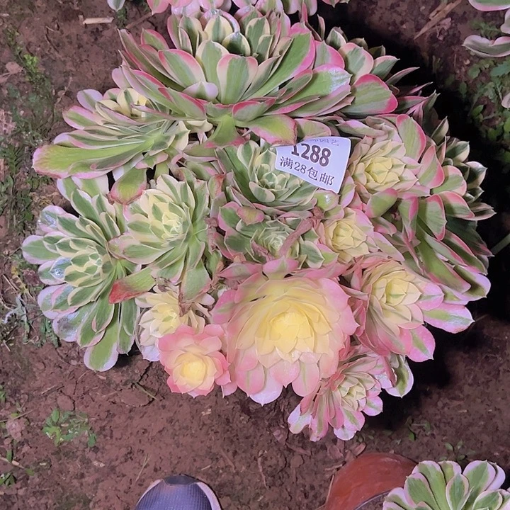 多****心1288白凤多肉2号棚