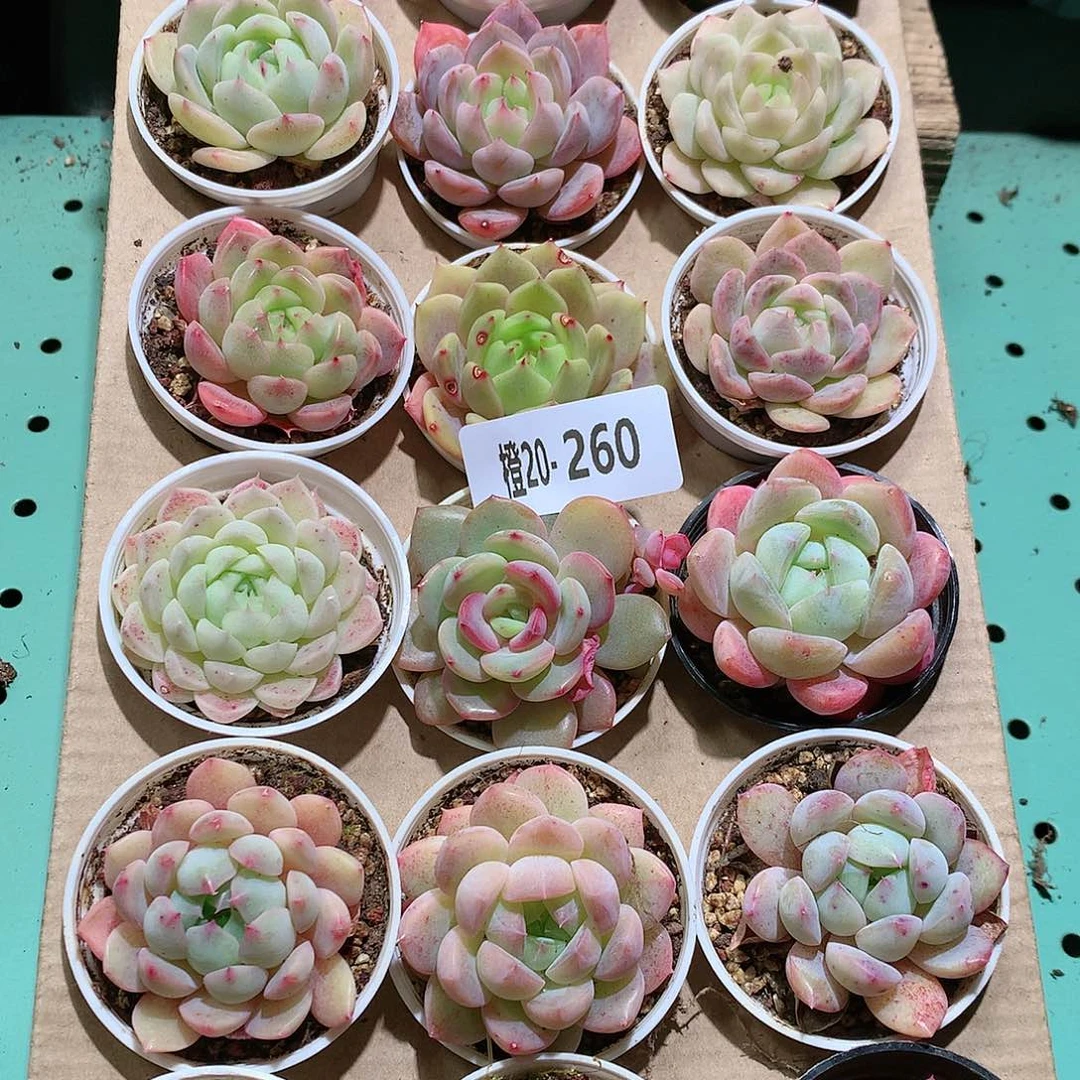 20-260一物一拍带盆18颗