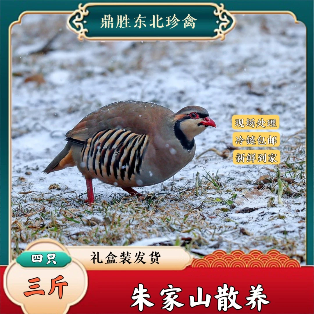 东北朱家山散养现宰现杀飞松龙鸪鸟四只三斤肉质新鲜香煲汤美味