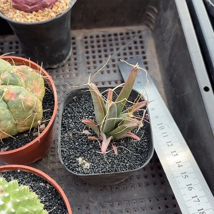 太****2光山仙人球123