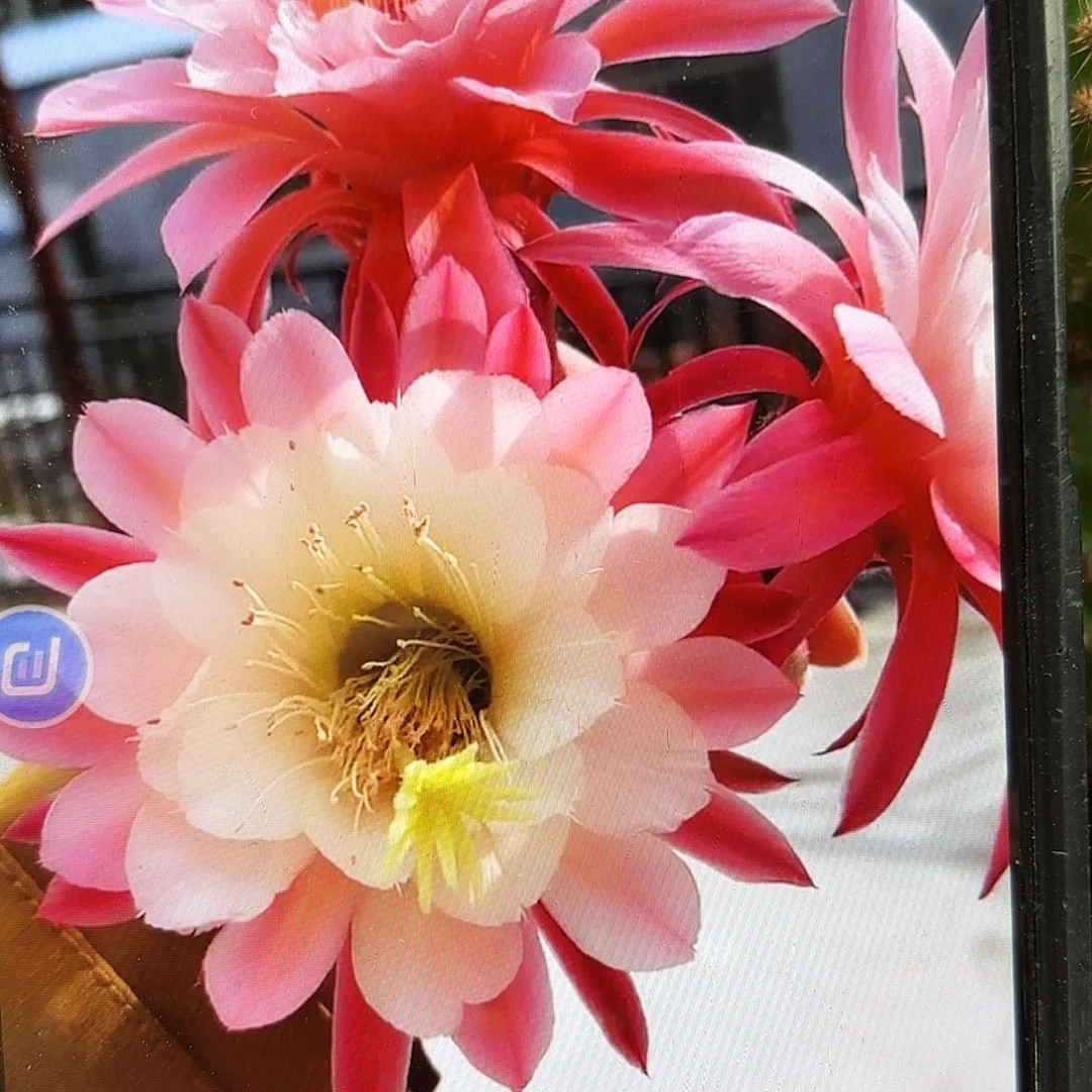 金一金妞20包邮仙人球39
