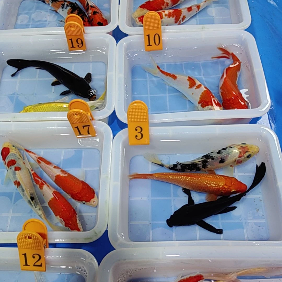 海水鱼红白三色锦鲤
