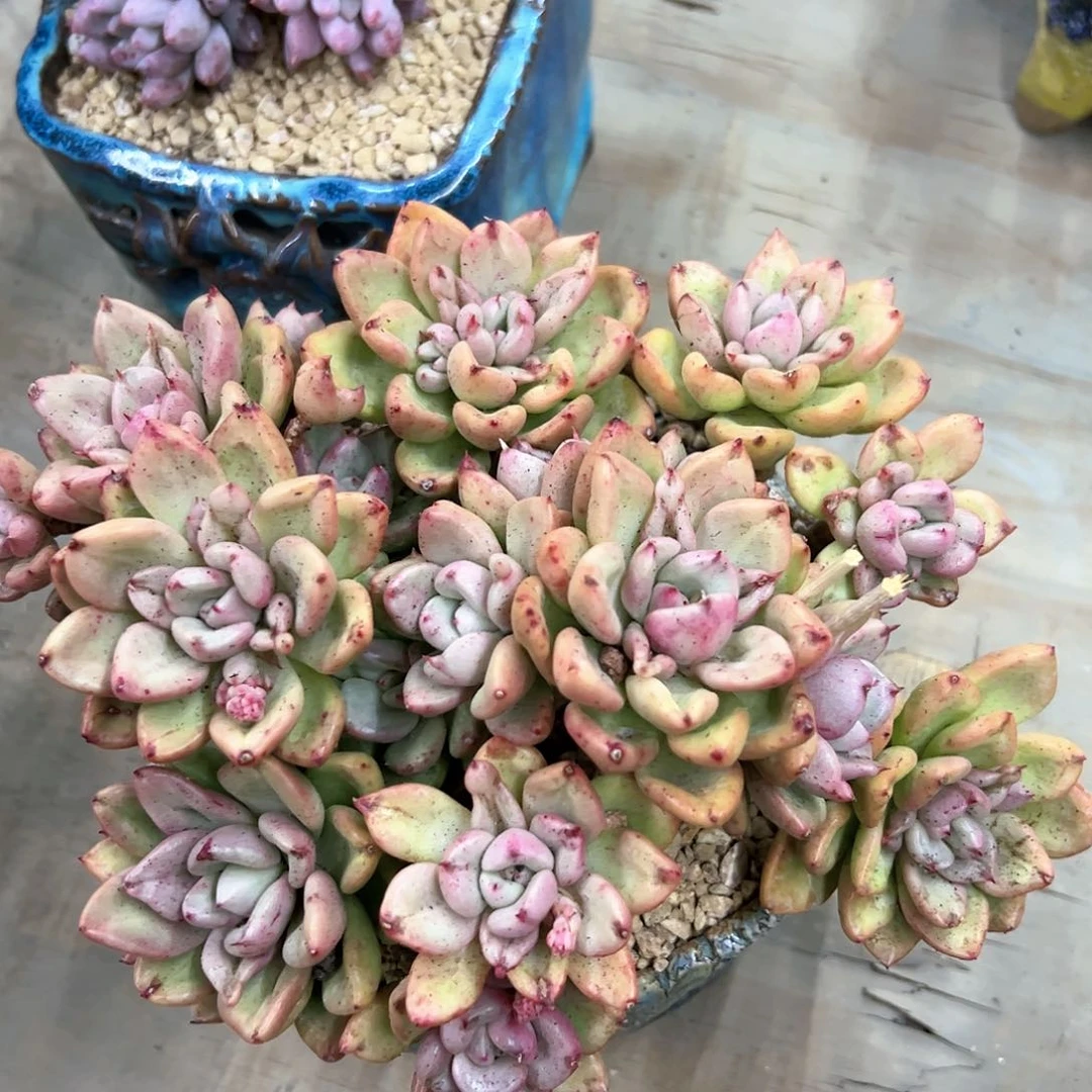 鳄梨48 零零多肉植物