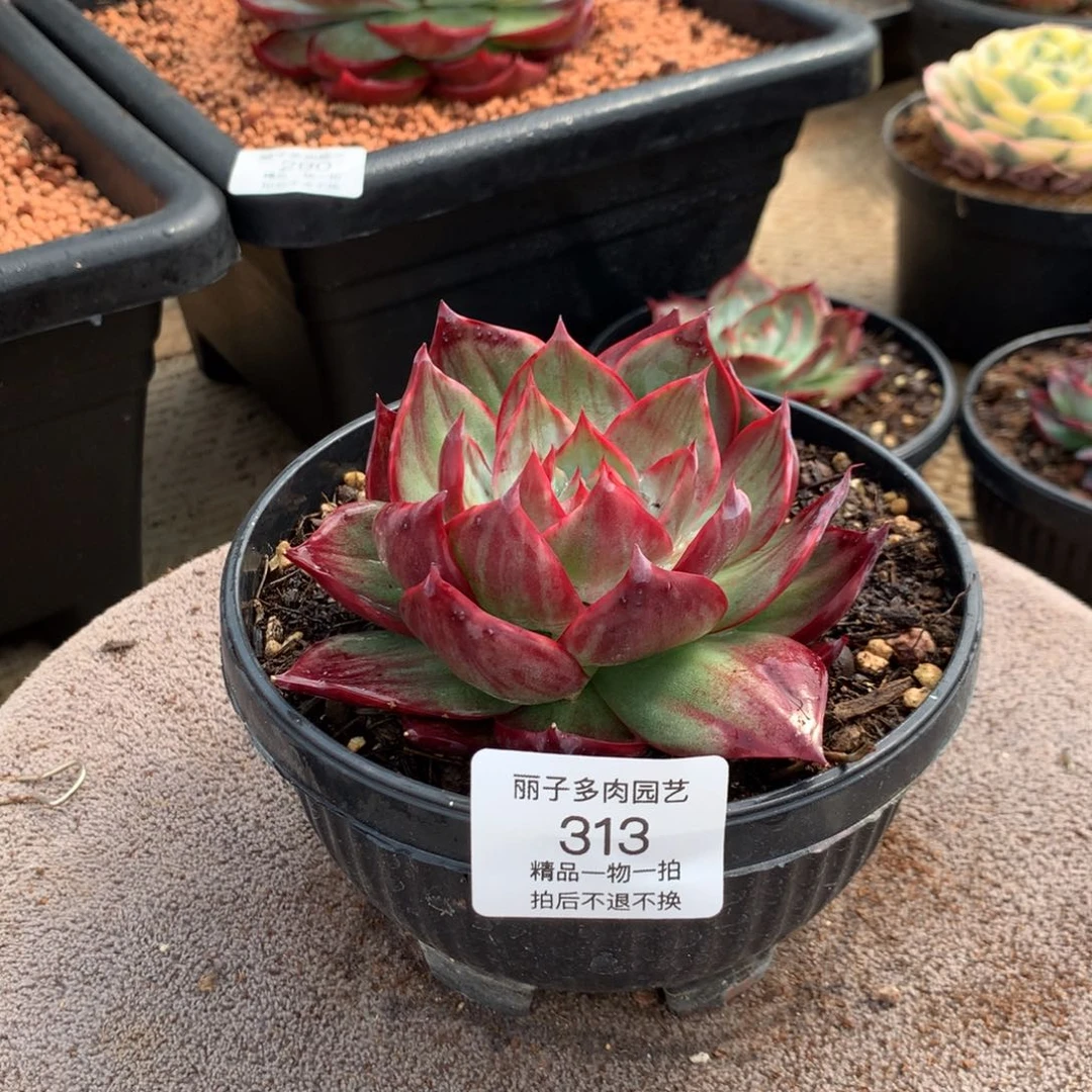 313宽叶拉丝外翻。尺寸9。多肉植物