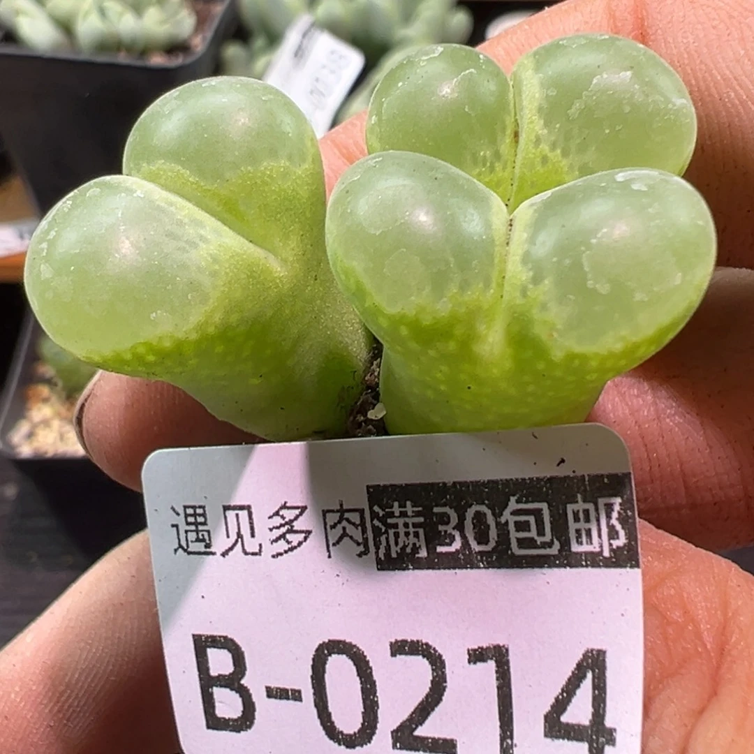 多肉植物111111111111