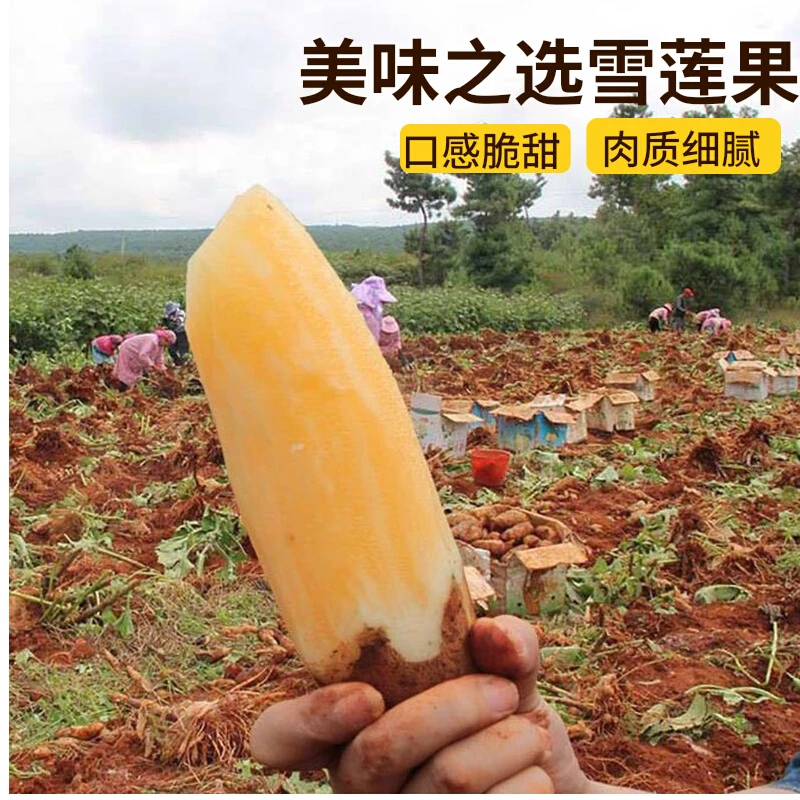 【霞客专属】云南高山雪莲果脆甜多汁清甜可口现挖现发低糖基地直发