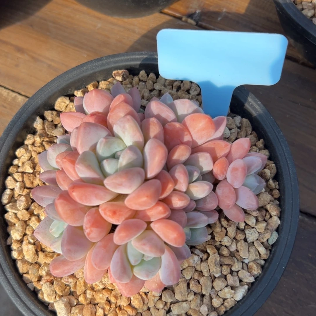 芙丽朵11111111111111点11111