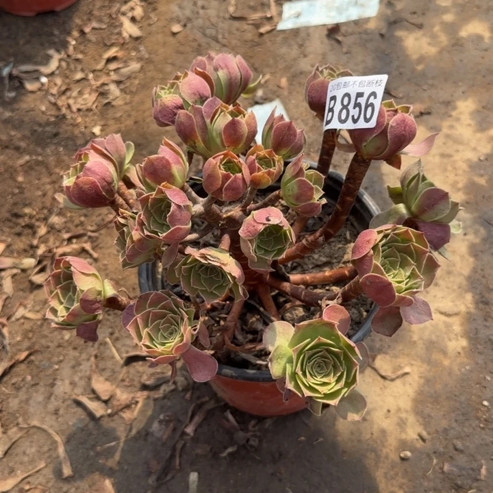 黑魔……多肉植物……