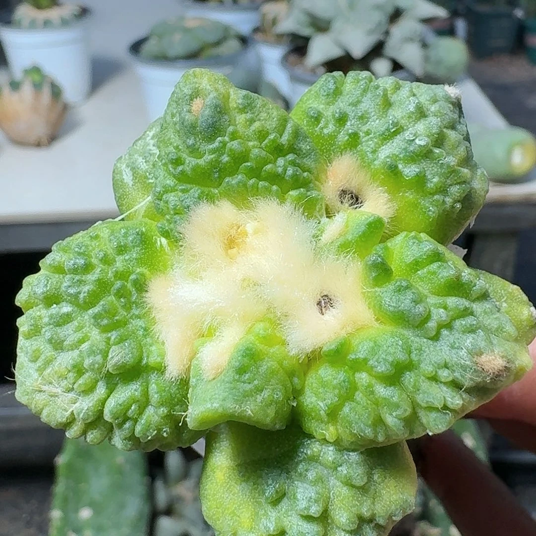 【闪购商品】无花朵大尤怒涛锦401