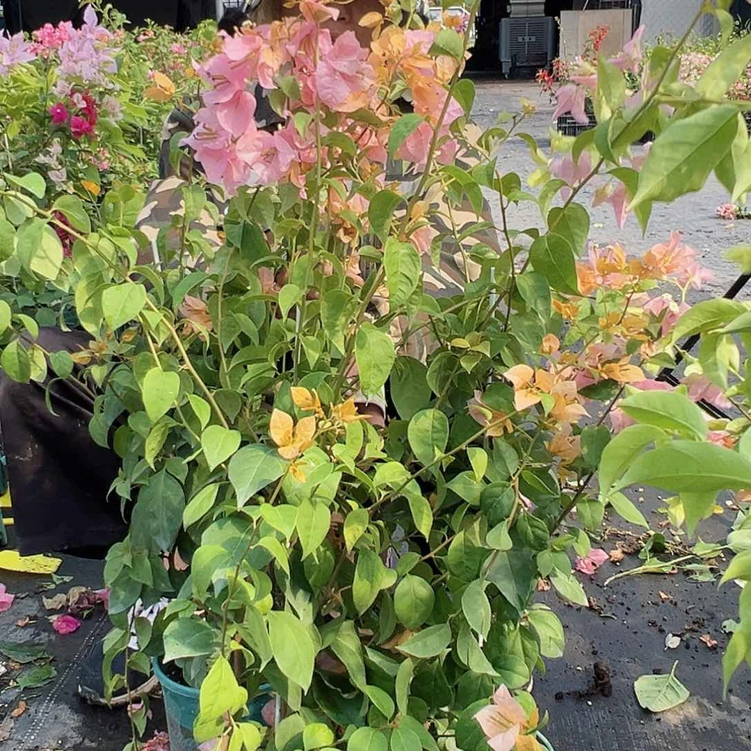 当前无花栽培后可以开花金发女郎一棵