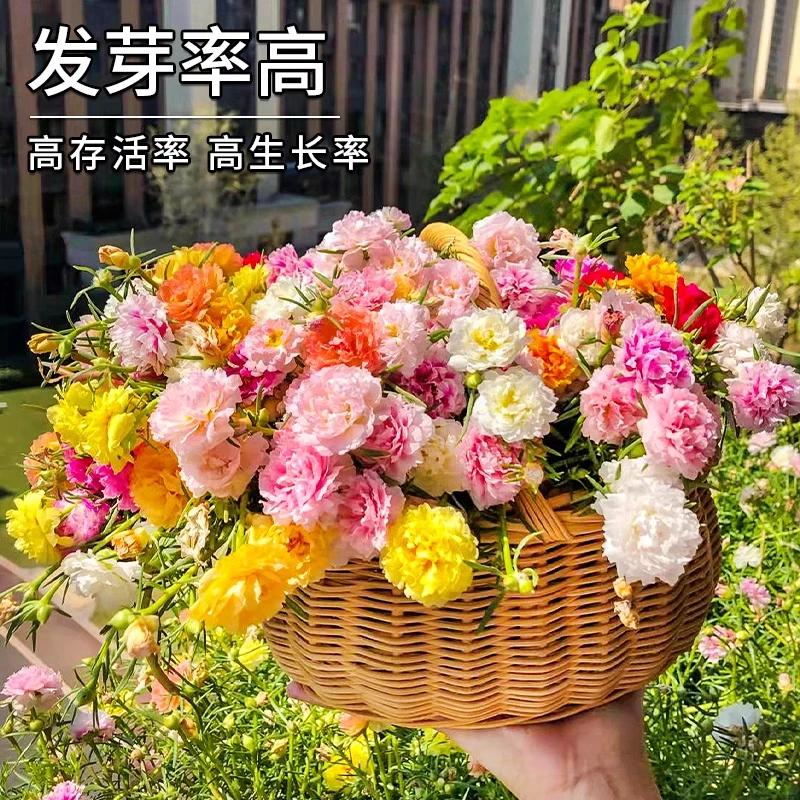 重瓣太阳花花种子四季播种开花易成活花籽阳台室内盆栽苗花卉种孑