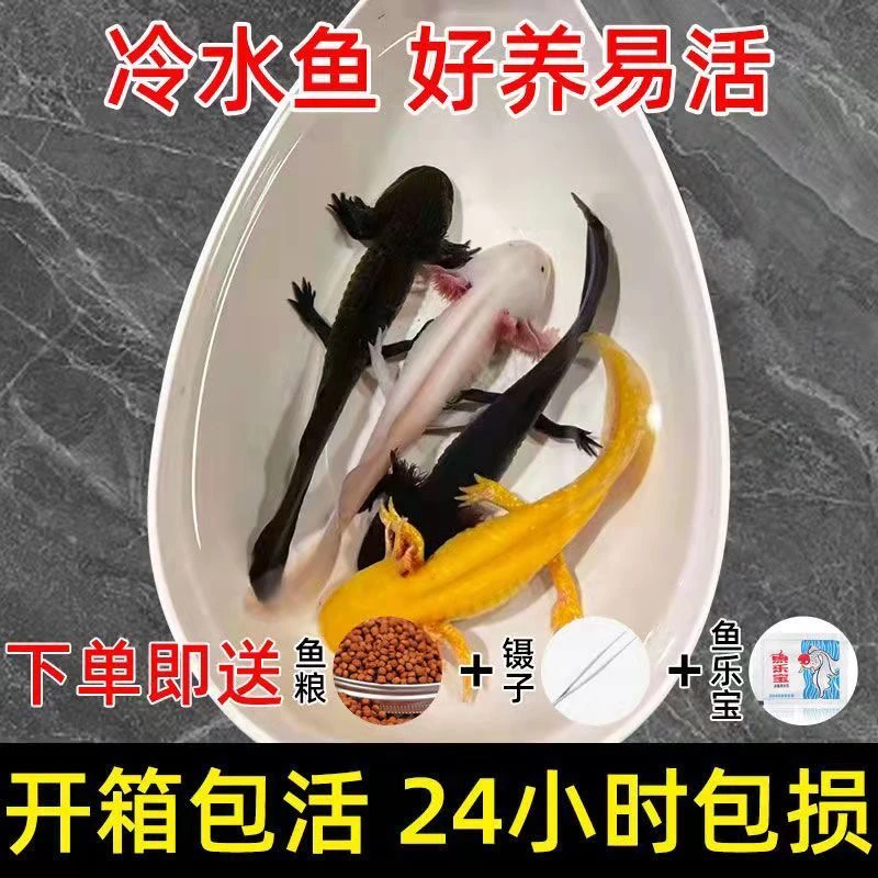 六角恐龙淡水冷水观赏鱼好养易活水族宠物