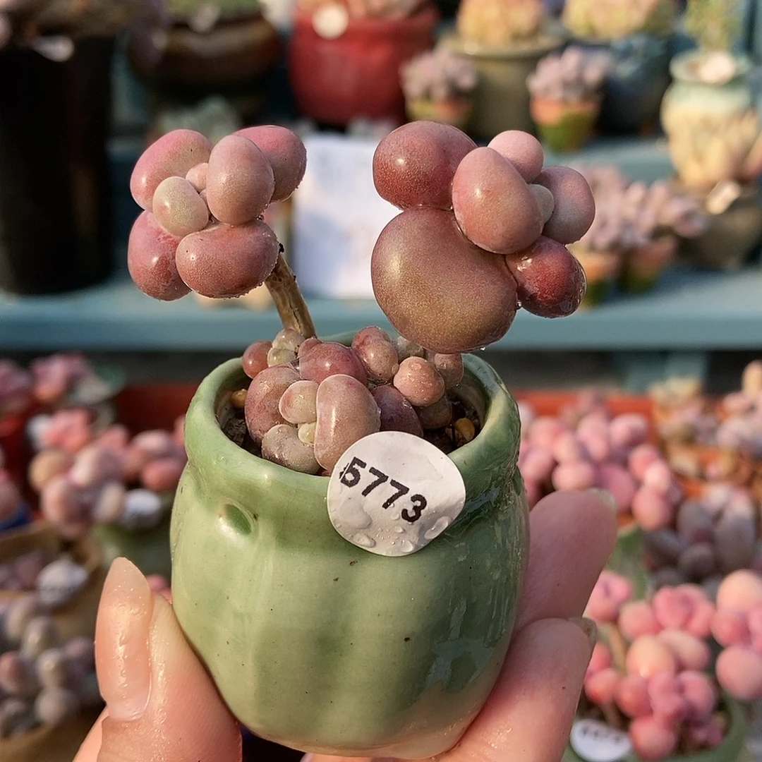 5773糖果腰子蛋带盆土