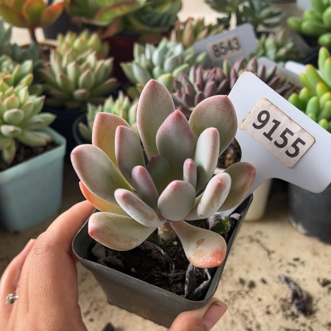 【闪购商品】9155。 11111111