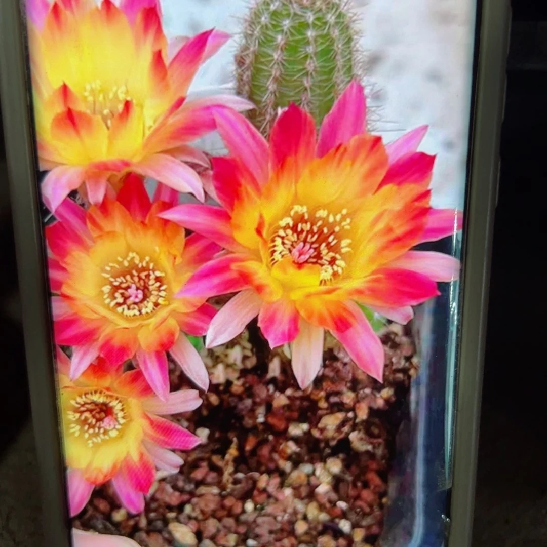 下53白檀吕火焰根5公分左右脱盆发货20包邮