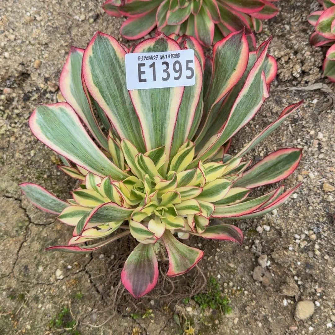 1395魅影。多肉植物