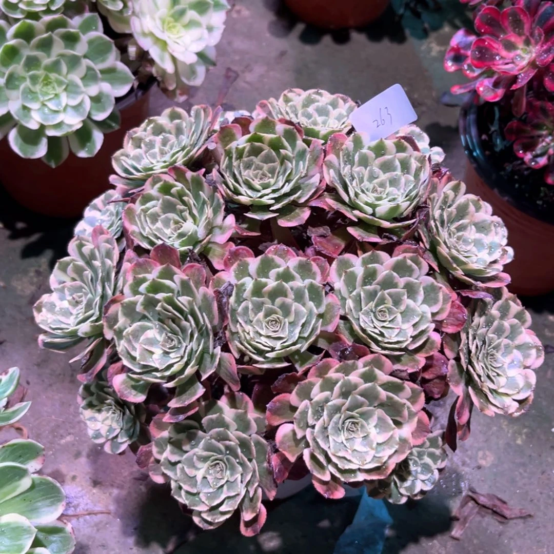 多肉植物霁月000263
