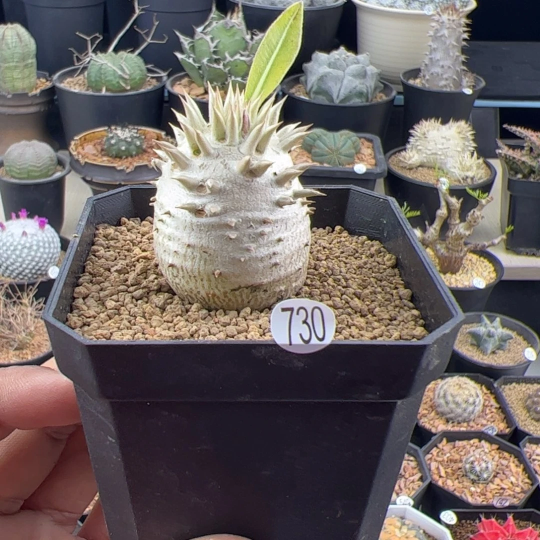 惠比大黑一物一拍730