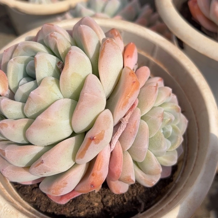 大冰玉多肉植物带桩