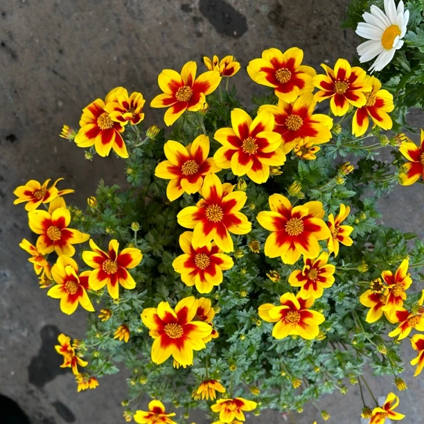 金悠菊黄金菊淡香型盆栽室外耐寒耐热花卉美观趣味带花带苞