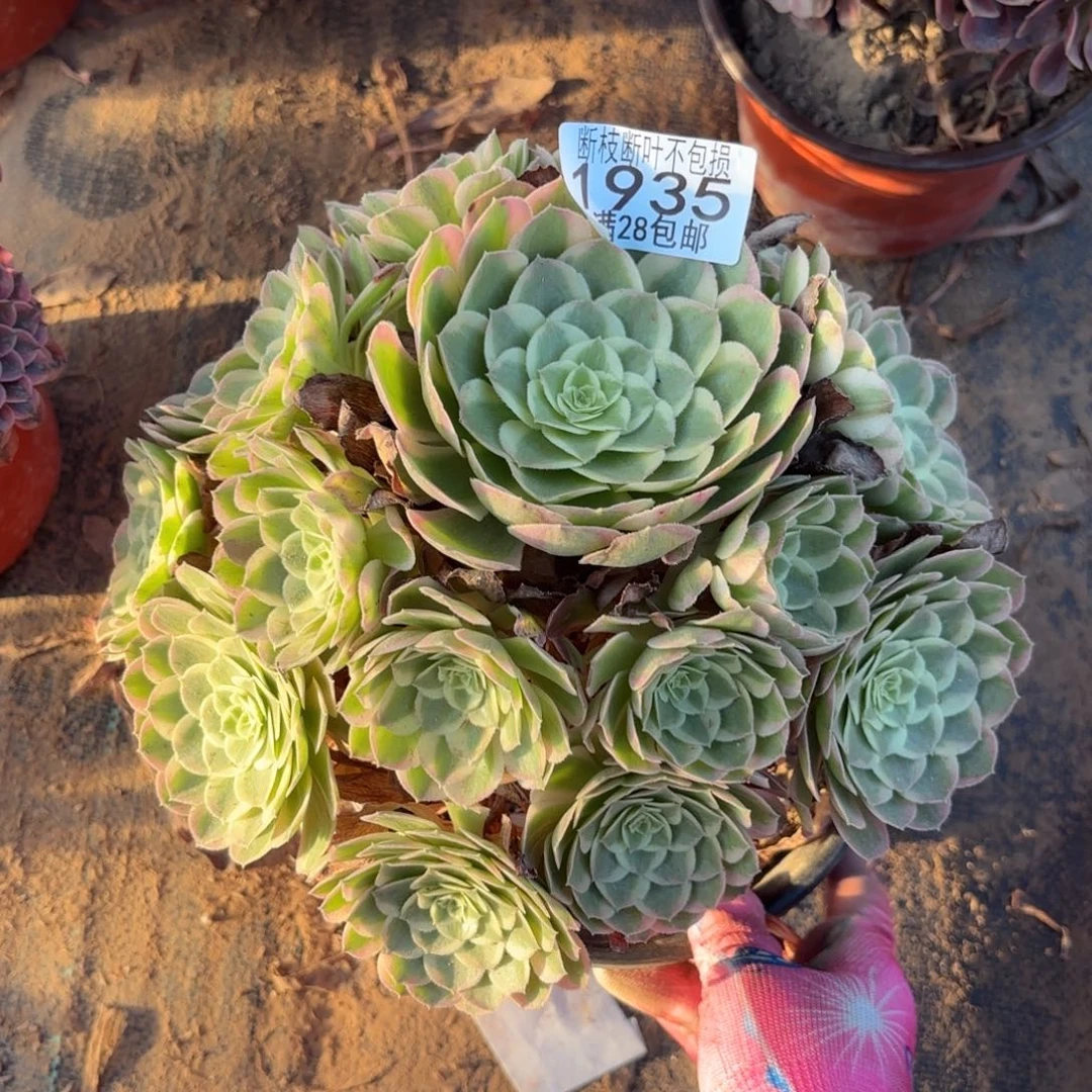 X. 1935孔雀翎多肉155