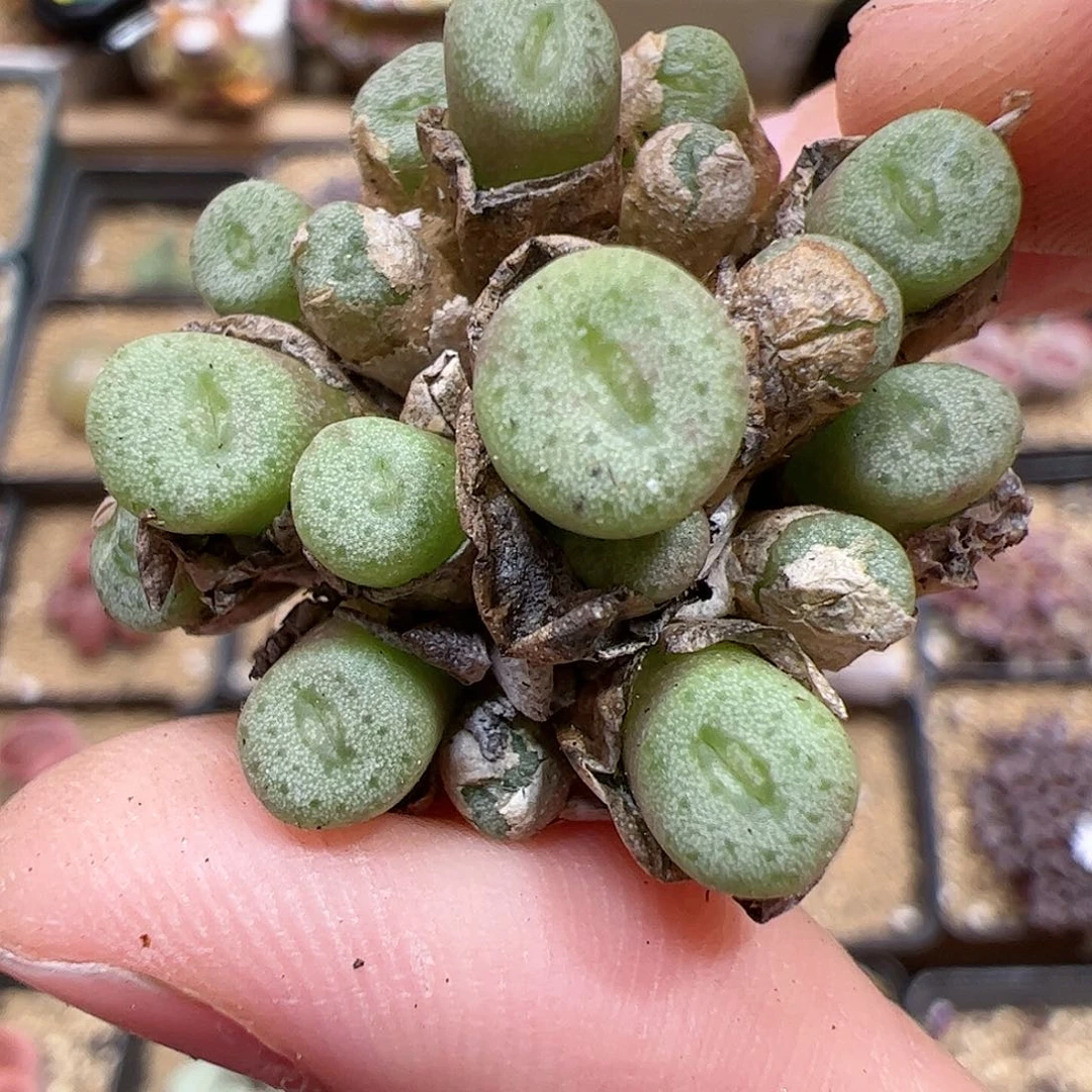 【闪购商品】383 ob纽扣