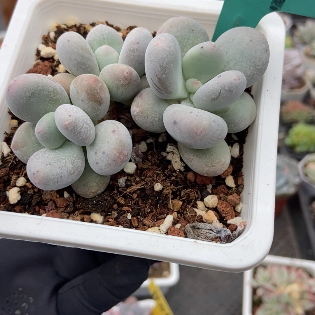 809烟美人多肉植物