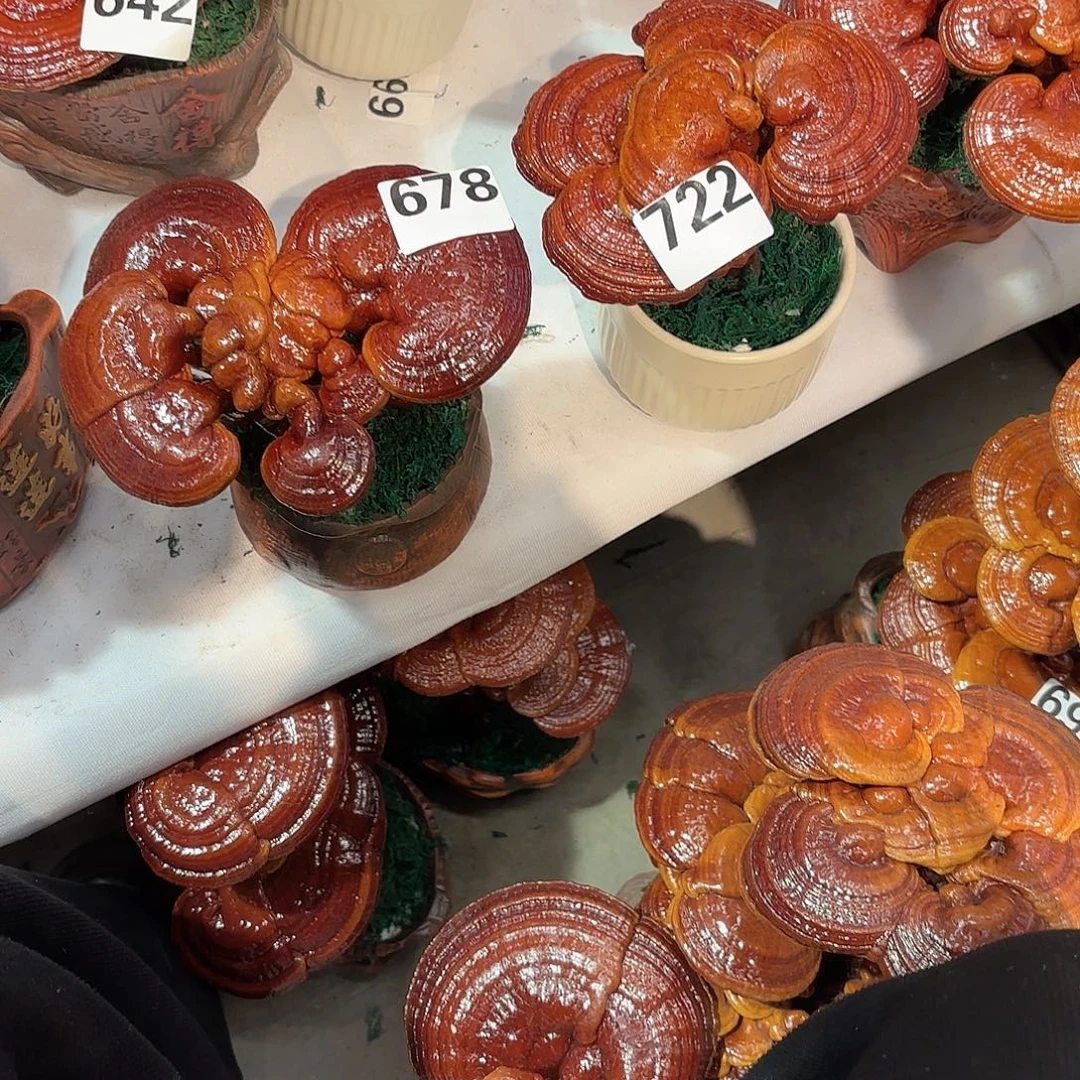 用***0无花朵灵芝88888888888888888