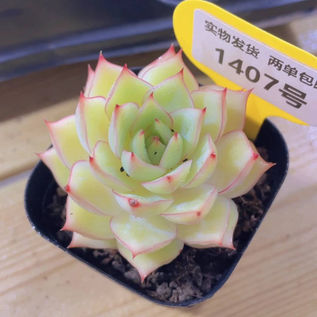 1407号 孤品美肉一个