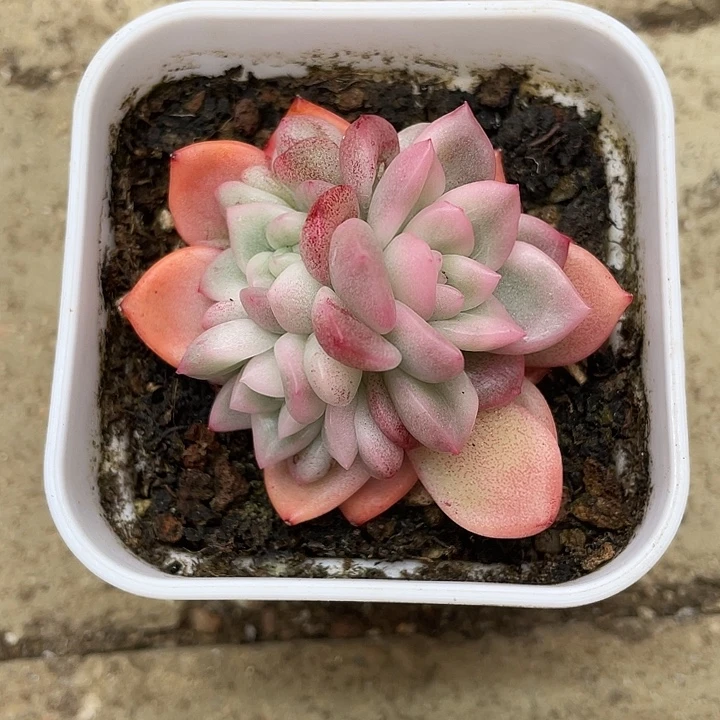 冰月亮一物一拍锦龙