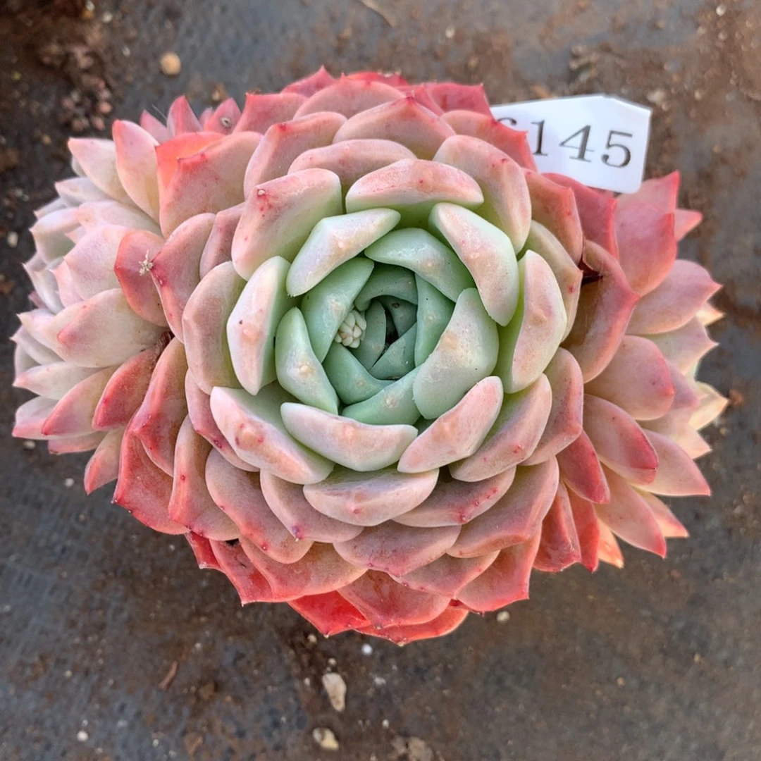 6145新年快乐发发发